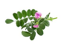 Image result for Cicer arietinum