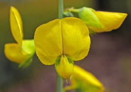 Image result for Crotalaria adenocarpoides
