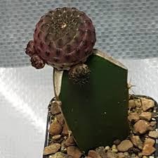 Through natural selection most cacti species lost their leaves, which allowed too much since cacti are tough and hardy, they don't have to be shipped by an overnight service, like most tropicals. Grafting Cactus Cactus For Sale Australian Desert Blooms Online