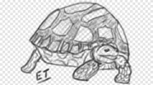Segera cetak dan berikan untuk si kecil agar mereka bisa asyik mewarnai sambil mengenal hal hal baru. Tortoise Turtle Drawing 0 Sketsa Kura Kura Hewan Vertebrata Png Pngegg