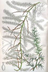 Image result for Asparagus radiatus
