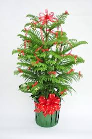 Decorated Norfolk Island Pine Christmas Plants Norfolk Pine House Plants