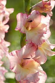 Find Out Your Birth Month Flower And The Meaning Behind It Birth Month Flowers Month Flowers Birth Flowers