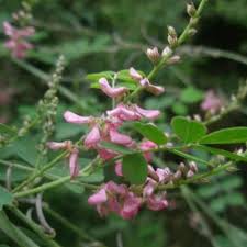 Image result for Indigofera subargentea