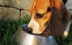 You'll love the ingredients, they'll love the taste. Education Parsleypet Wellness Blog And Podcast