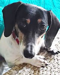 Dachshunds are recognized for their short, stubby legs attached to their long bodies. Welcome