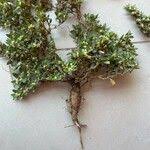 Image result for Guilleminea densa