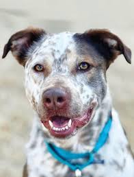 Connecticut Dog Magazine Summer 25 by Connecticut Dog magazine