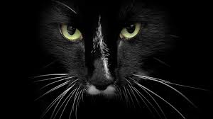 картинки на рабочий стол компьютера на весь экран кошки Krasivye Kartinki Koshek