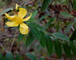 Image result for Hypericum quartinianum