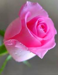 Rose Patrizia Emmes Photo Bellissimi Fiori Fiori Rosa Petali Di Rosa