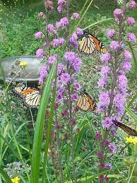 Also the outer edges of its floral bracts are more reflexed inward, a characteristic most noticeable on unopened flower buds, and l. Liatris Ligulistylis Morning Sky Greenery