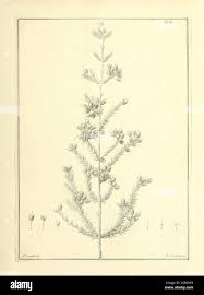 Image result for Diplacrum africanum