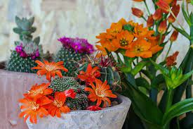 Tra curiose specie tropicali e insospettabili esemplari comuni, ecco come sceglierle e curarle. Piante Grasse Cura Tipi Con Fiori Da Appartamento