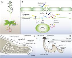 The cell wall is made up of two layers, a middle lamella, and a primary cell wall and sometimes a secondary cell wall. Apoplastic Proteases Powerful Weapons Against Pathogen Infection In Plants Sciencedirect