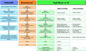 brunnstrom stages of recovery hierarchical properties of