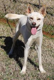 These intelligent canines are known for their jobs as police assistants, search and rescue pups, contraband sniffers, service dogs and more. Dog For Adoption 46529631 A White German Shepherd Shepherd Mix In Cedartown Ga Petfinder