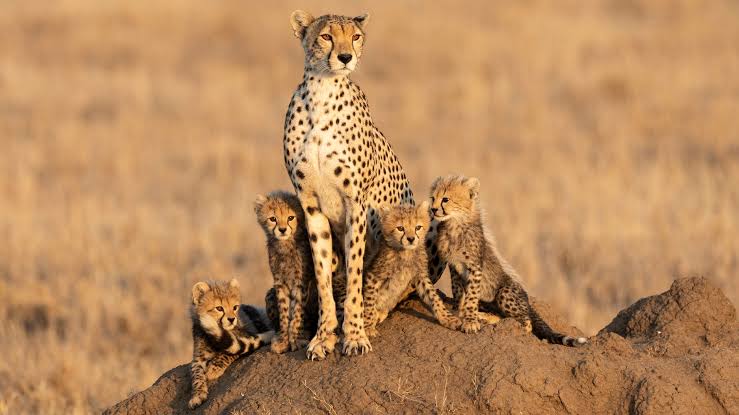 Cheetah with cubs on Serengeti plains Tanzania — Africa's big cats on safari