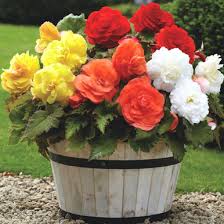 Image result for Begonia iucunda