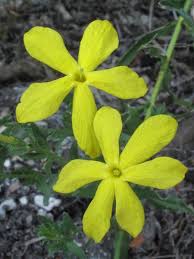 Image result for Menodora