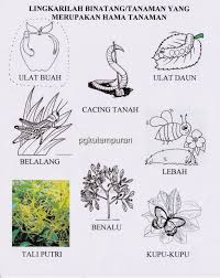 Cara menggambar pohon jagung untuk anak tk. Tema Tanaman Obat Untuk Anak Tk Info Kece