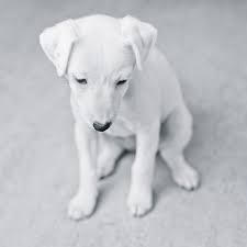 Black And White Jack Russell Terrier Puppy Blog Johnandreas Com Dog Jack Russell Deaf Dog Cute Puppies