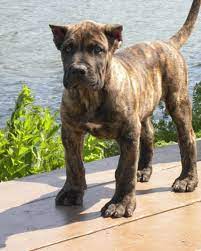 Tell us your search criteria and email address and we'll email you the next time a pet who matches is available for adoption! Perro De Presa Canario Vs American Molossus Breed Comparison