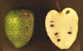 Corossol Annona Muricata Ou Graviola Plantation Culture Proprietes Et Bienfaits Pour La Sante