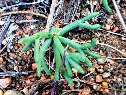 Image result for Eriospermaceae