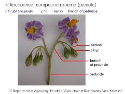 Therefore it is important to control. Potato Family Solanaceae Genus Solanum Species Tuberosum Department