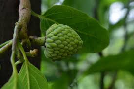 Please note that browning of the fruit is not indicative of a bad fruit. Sommergruss Im Winter Die Exotische Cherimoya 59plus