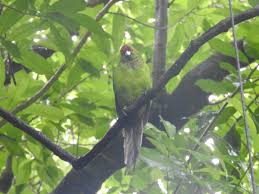 Image result for Erythrocephalum decipiens