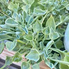 Image result for Senecio oxyriifolius