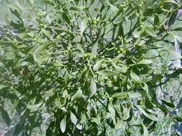 Image result for Viscum tuberculatum