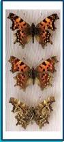 Image result for Polygonia c-album
