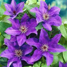 There are 269 flowering hardy for sale on etsy, and they cost 18,54 $ on average. Clematis The President Hardy Garden Climber Plant Flowering Shrub 9cm Pot Buy Online In Dominica At Dominica Desertcart Com Productid 129975247