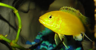 Ikan lemon merupakan ikan hias yang memiliki warna kuning mengkilap seperti buah lemon. Ikan Lemon Jenis Harga Dan Berbagai Tips Perawatannya