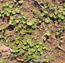 Image result for Momordica repens