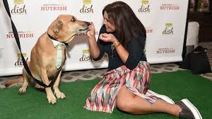 Don't buy rachael ray dog food before reading these reviews. The Truth About Rachael Ray S Dog Food