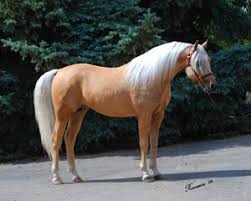 Black And Arabian Mix Palomino Arabian My Dream Horse Black Arabian Horse Horses Palomino Horse