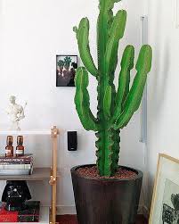 Vasi, arredare con i fiori. Piante Di Tendenza Per Arredare Casa Cactus Fiore Di Cactus Arredare Con Le Piante Da Appartamento Arredamento Piante Da Interni