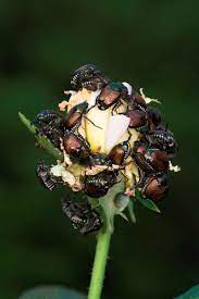 Jun 10, 2021 · the good news is you can protect your trees from these invaders. How To Protect Your Trees And Shrubs From Japanese Beetle Damage