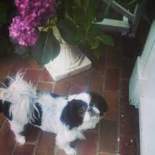 Our Japanese Chin Lucky Just Got Her Summer Haircut Japanese Chin Cute Animals Puppy Mills