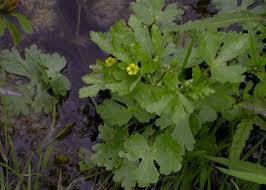 Image result for Ranunculus sceleratus