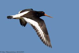 Vandstaer cinclus cinclus dansk ornitologisk forening. Strandskade Haematopus Ostralegus Naturbasen