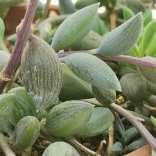 Image result for Senecio letouzeyanus