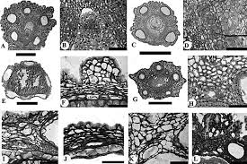Image result for Alepidea peduncularis