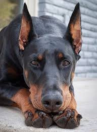 15 things only doberman owners will understand the dogman doberman shenki obyatiya zhivotnyh porody shenkov