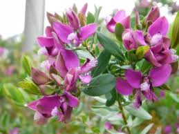 Image result for Polygala arenaria