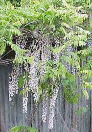 Wisteria coupons, promo codes & deals. Wisteria Floribunda Multijuga Macrobotrys Glasshouse Works